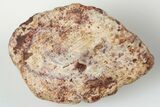 Fossil Phytosaur Scute - New Mexico #192686-1